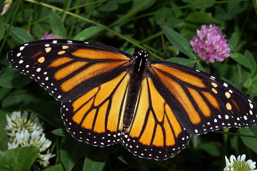 Monarch Butterfly on grass.