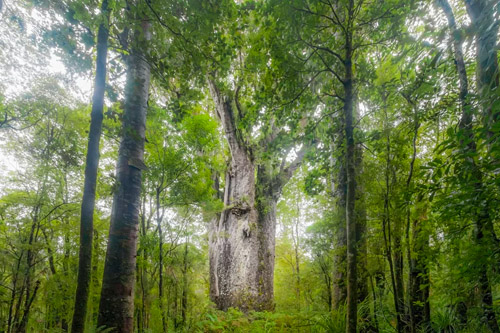 A large Kauri tree in Waipoua Forest, Northland, New Zealand.